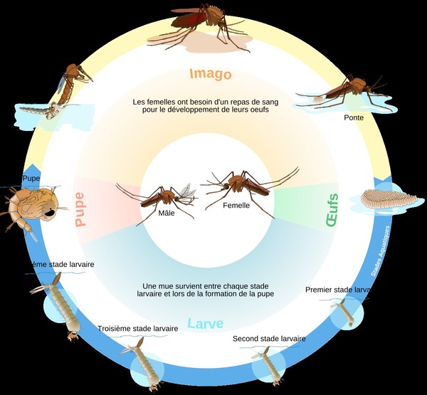 Quel est le premier stade du cycle de vie d'un insecte ?