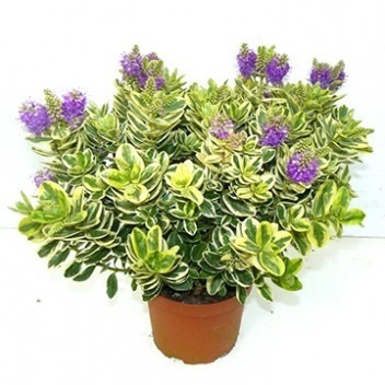 Donnez le nom usuel de cette plante ?