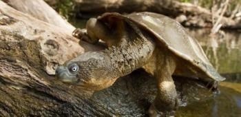 La tortue serpentine à gorge blanche, une tortue australienne échappe aux prédateurs en raison d’une particularité physiologique. Laquelle?
