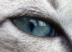 À quel animal appartient cet oeil en amande ?