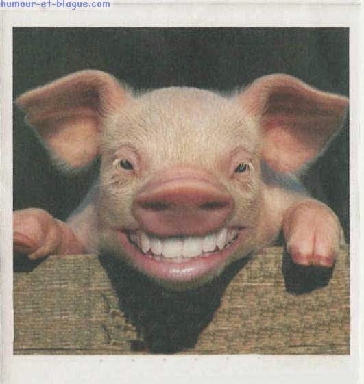 En France, il est interdit d'appeler son cochon ...