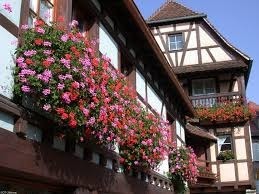 Dans quelle région les balcons des maisons sont décorés de géraniums ?