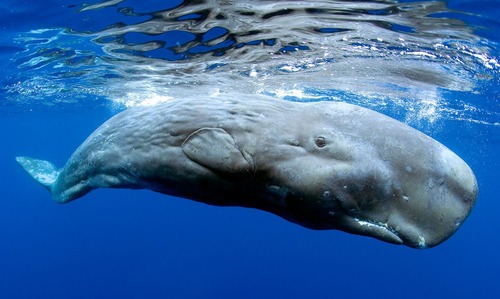 Quelle est cette sorte de baleine ?