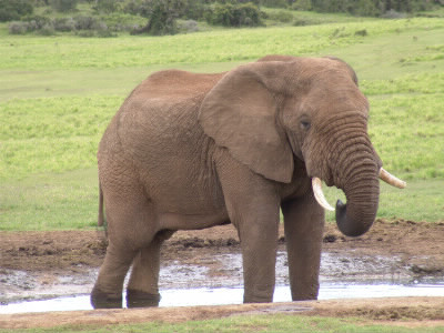 Combien pèse enrivon un éléphant mâle ?