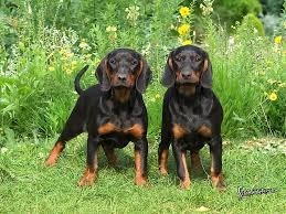 La race de chien Black and tan coonhound est originaire de quel pays ?