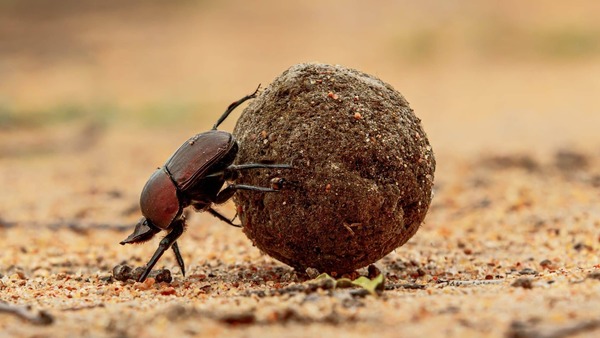 Quel type d'insecte est appelé un bousier parce qu'il transporte toujours une boule d'excréments ?