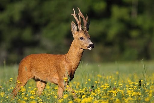 Reconnaissez-vous cet animal ?