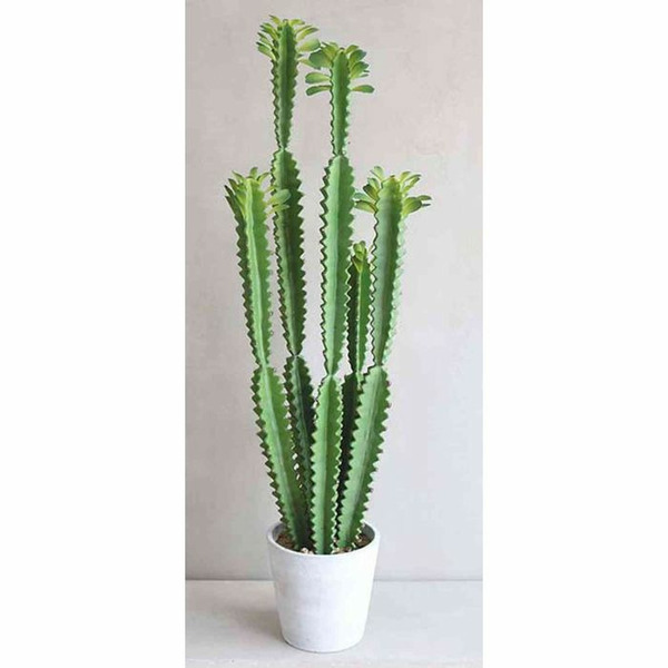 Donnez le nom usuel, le nom botanique et la famille de cette plante ?