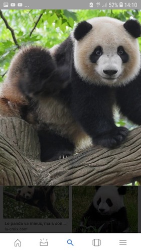 Est-ce que les crottes de panda sente mauvais ?