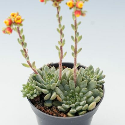 Donnez le nom usuel de cette plante ?