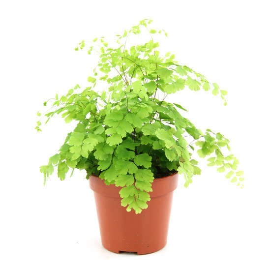 Donnez le nom usuel, le nom botanique et la famille de cette plante :