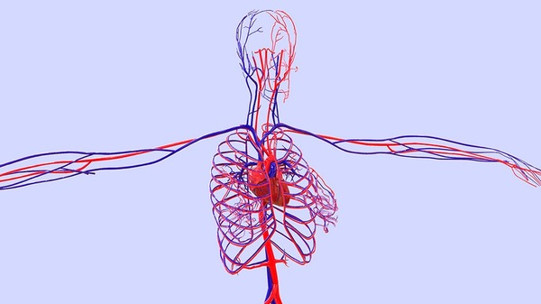 Qual a maior e mais importante artéria do sistema circulatório do corpo humano?