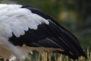 À quel oiseau appartiennent ces plumes ?