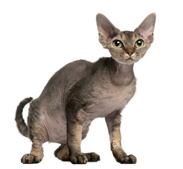 Ce chat rare est un ?
