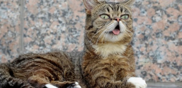 Quel célèbre chat a une langue qui pend en permanence suite à une malformation ?