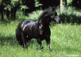 Comment reconnait-on un cheval noir ?