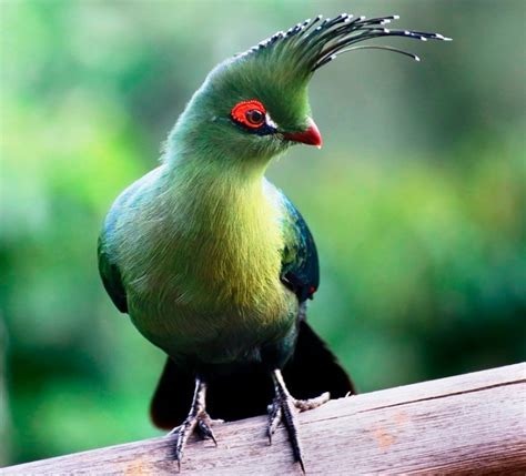 Les différentes espèces de Touraco vivent exclusivement en
