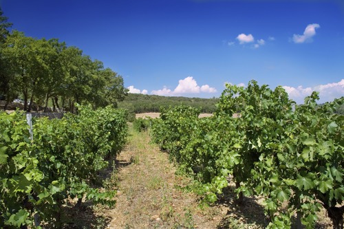 L'appellation Côtes de Provence est une AOP, mais que veut dire AOP ?