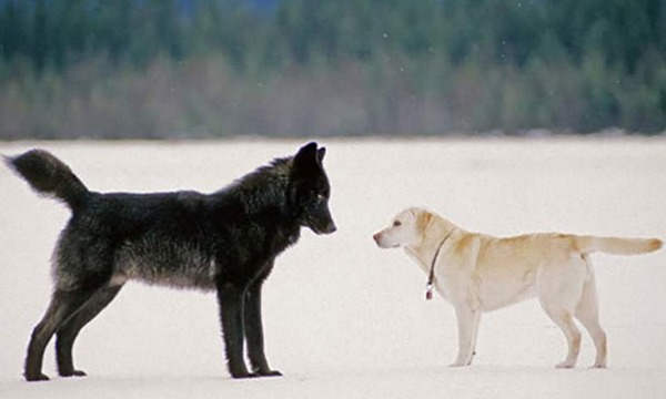 Qui a pris ce cliché entre Dakotah, le labrador et le fameux loup noir ?