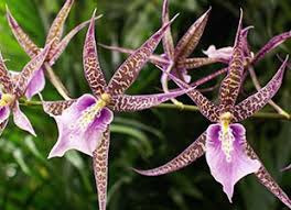 Donnez le nom usuel et le nom botanique de cette fleur ?