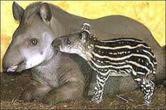 Dans la nature, un tapir peut vivre environ...?
