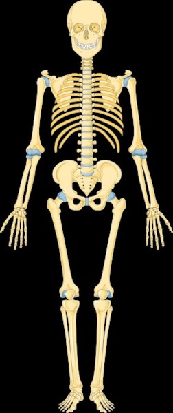 Combien y a-t-il d'os dans un squelette humain ?