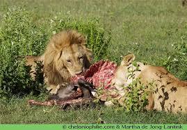 Un lion peut manger combien de viand2e par jour (environ) ?