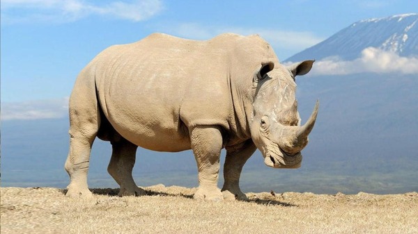 Pourquoi les rhinocéros blancs sont en fait… gris ?