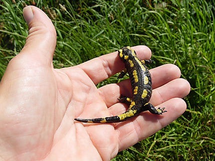 La salamandre était l'emblème de François 1er, une salamandre peut peser plus de 60 kg !