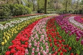 Quelle est la période de floraison des tulipes ?