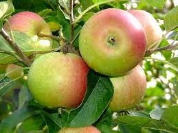 Quel type de pomme est utilisé pour la fabrication du cidre à Armagh ?
