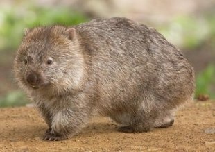 Nature : quel est ce marsupial vivant dans les forêts montagneuses d'Australie ?