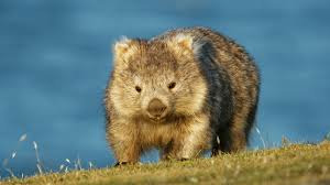 Quel est le nom de ce marsupial très présent en Australie ?