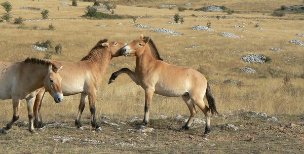 Au 20e siècle, on considéra cette race comme éteinte, grâce à la découverte d'un petit troupeau rescapé et à quelques individus dans les zoos, l'espèce a été sauvée !