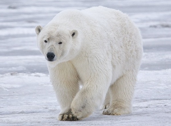 L' ours blanc est capable de sentir une proie à plus de 100 km.
