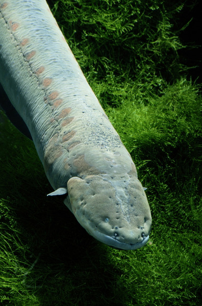 Vous trouvez ce poisson surtout en Amérique du Sud !