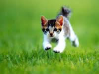 D’après vous, la vitesse maximale qu’un chat peut atteindre en courant est de :