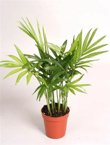 Donnez le nom usuel, le nom botanique et la famille de cette plante ?