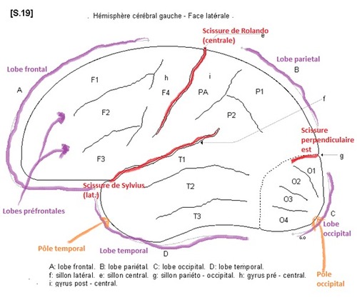 80% de la boite crânienne est rempli par les hémisphères cérébraux, ceux-ci apparaissent repliés sur eux même avec des bosses (circonvolution) et des creux (sillons)