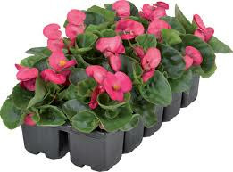 Donnez le nom usuel de cette plante ?