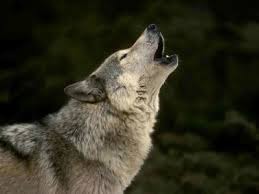 Le hurlement du loup ne s'entend pas a plus de 10 km.