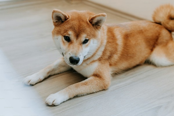 Quelles sont les caractéristiques principale du Shiba ?