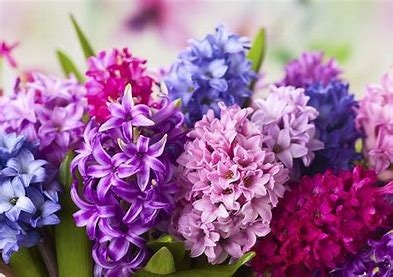 Ces fleurs sont :