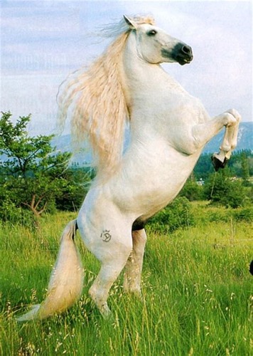 Ce cheval :