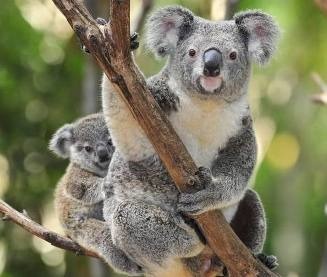 Marsupial arboricole (donc qui vit dans les arbres) qu'on ne trouve qu'en Australie