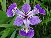 Devine la fleur