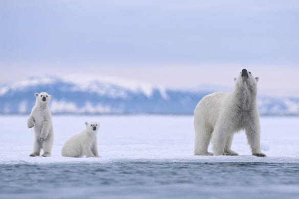 Un ours polaire peut repérer sa proie à plus de 20 km :