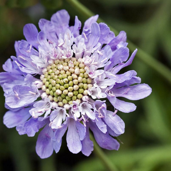 Donnez le nom usuel et le nom botanique de cette fleur :