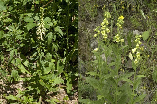 Cette plante, de la famille des Scrofulariacées, est moins grande que l'espèce voisine dite "pourpre". Ses fleurs jaune pâle contiennent une substance toxique.