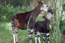 Lequel de ces animaux ne trouve-t-on qu'en République démocratique du Congo ?